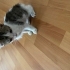 Canayakın sevimli yavru kediler fotoğraf