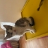 Canayakın sevimli yavru kediler fotoğraf