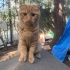 6 AY CİVARINDA SCOTTISH FOLD..!! fotoğraf