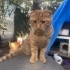6 AY CİVARINDA SCOTTISH FOLD..!! fotoğraf