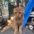 6 AY CİVARINDA SCOTTISH FOLD..!! fotoğraf