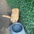 6 AY CİVARINDA SCOTTISH FOLD..!! fotoğraf