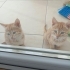 Annesiz kalmış 2 aylık yavrulara acil yuva fotoğraf