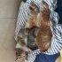 Annesiz kalmış 2 aylık yavrulara acil yuva fotoğraf