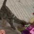 Minik Yunak için acil yuva arıyoruz fotoğraf