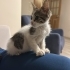 Şakir iç dış karma aşısı yapıldı veteriner kontrolünden geçti fotoğraf