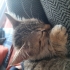 Kucakcı kedi Minik yeni ailesini arıyor fotoğraf