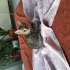 Kucakcı kedi Minik yeni ailesini arıyor fotoğraf