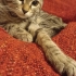Yavru kedi ömürlük yuvasını arıyor fotoğraf