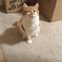 Tek kolu olmayan sevgi dolu kedi fotoğraf