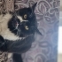 Smokin cinsi oyuncu bir kedi fotoğraf