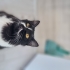 Smokin cinsi oyuncu bir kedi fotoğraf