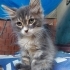 Norveç orman çocuklarına ömürlük yuva fotoğraf