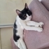 Oyuncu, hareketli aynı zamanda uysal bir kedi fotoğraf
