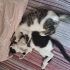 Oyuncu, hareketli aynı zamanda uysal bir kedi fotoğraf