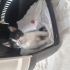 Oyuncu, hareketli aynı zamanda uysal bir kedi fotoğraf