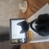 Oyuncu, hareketli aynı zamanda uysal bir kedi fotoğraf