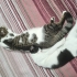 Oyuncu, hareketli aynı zamanda uysal bir kedi fotoğraf