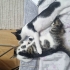 Oyuncu, hareketli aynı zamanda uysal bir kedi fotoğraf
