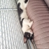 Oyuncu, hareketli aynı zamanda uysal bir kedi fotoğraf