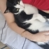Şişko sosyal tuhaf ve şiddet geçmişi olan bir kedi fotoğraf