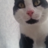 Şişko sosyal tuhaf ve şiddet geçmişi olan bir kedi fotoğraf