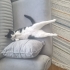 Şişko sosyal tuhaf ve şiddet geçmişi olan bir kedi fotoğraf