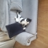 Şişko sosyal tuhaf ve şiddet geçmişi olan bir kedi fotoğraf
