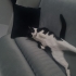 Şişko sosyal tuhaf ve şiddet geçmişi olan bir kedi fotoğraf