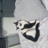 Şişko sosyal tuhaf ve şiddet geçmişi olan bir kedi fotoğraf