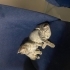 1.5 aylık tekir yavrusu fotoğraf