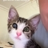 Tek gözü görmeyen kedi🐈 fotoğraf