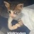 Tek gözü görmeyen kedi🐈 fotoğraf