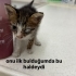 Tek gözü görmeyen kedi🐈 fotoğraf