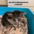 Tek gözü görmeyen kedi🐈 fotoğraf