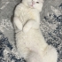 Gözleri farki renk beyaz tüylü uysal bir kedi fotoğraf