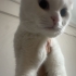 Gözleri farki renk beyaz tüylü uysal bir kedi fotoğraf
