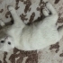 Gözleri farki renk beyaz tüylü uysal bir kedi fotoğraf