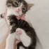 İZMİR KLİNİĞE TERKEDİLEN 1 AYLIK 3 BEBEĞİMİZ ARTIK KORUMADA fotoğraf