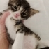 İZMİR KLİNİĞE TERKEDİLEN 1 AYLIK 3 BEBEĞİMİZ ARTIK KORUMADA fotoğraf