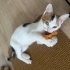 🐾 Ömürlük yuvasını arayan minik bir kaliko kız! 🐾 fotoğraf