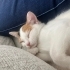 🐾 Ömürlük yuvasını arayan minik bir kaliko kız! 🐾 fotoğraf