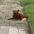 Çin aslanı erkek kısır barınaktan kurtaralım lütfen fotoğraf