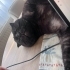 Çok sevecen ve tatlı bir kedi fotoğraf
