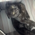 Çok sevecen ve tatlı bir kedi fotoğraf