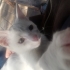 kucak ve oyun delisi 3 aylık yavru fotoğraf