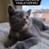 Minik yavrumuza yuva arıyoruz fotoğraf