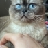 TÜY YUMAĞI DOBY fotoğraf