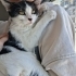 İNSANCİ KUCAKÇİ VE DİGER KEDİLERLE GECİNEBİLEN UYUMLUBİR KEDİ ACİL YUVA ARİYORU fotoğraf