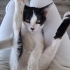 İNSANCİ KUCAKÇİ VE DİGER KEDİLERLE GECİNEBİLEN UYUMLUBİR KEDİ ACİL YUVA ARİYORU fotoğraf